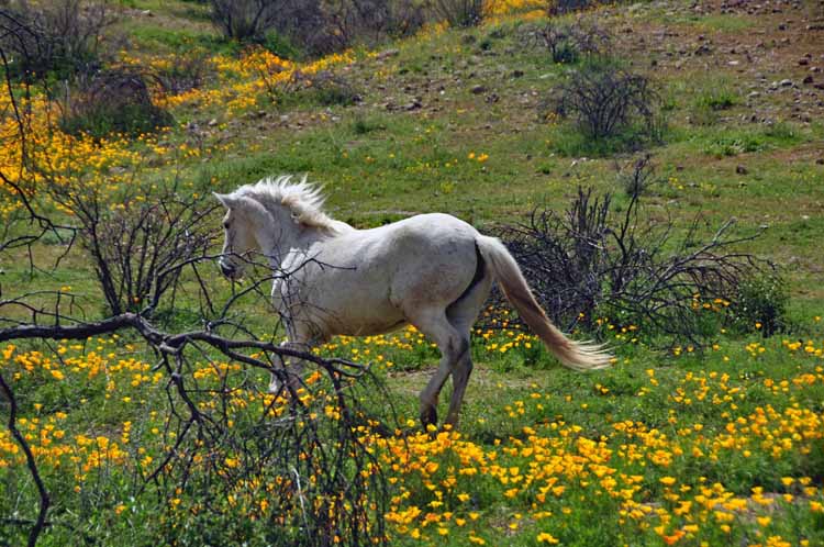 mustang is yellow field